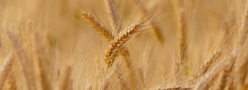 agricoltura-sostenibile